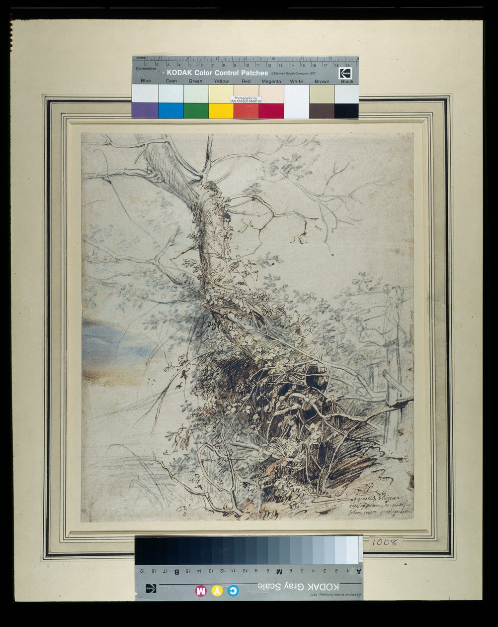 Un árbol moribundo, su tronco cubierto de zarzas, junto a una cerca, c.1618-20 de Peter Paul Rubens