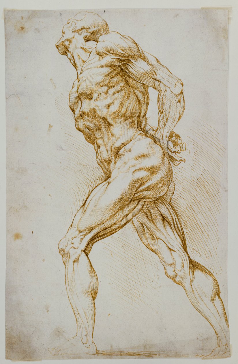 Estudio anatómico: Un desnudo caminando hacia la derecha, con las manos detrás de la espalda de Peter Paul Rubens
