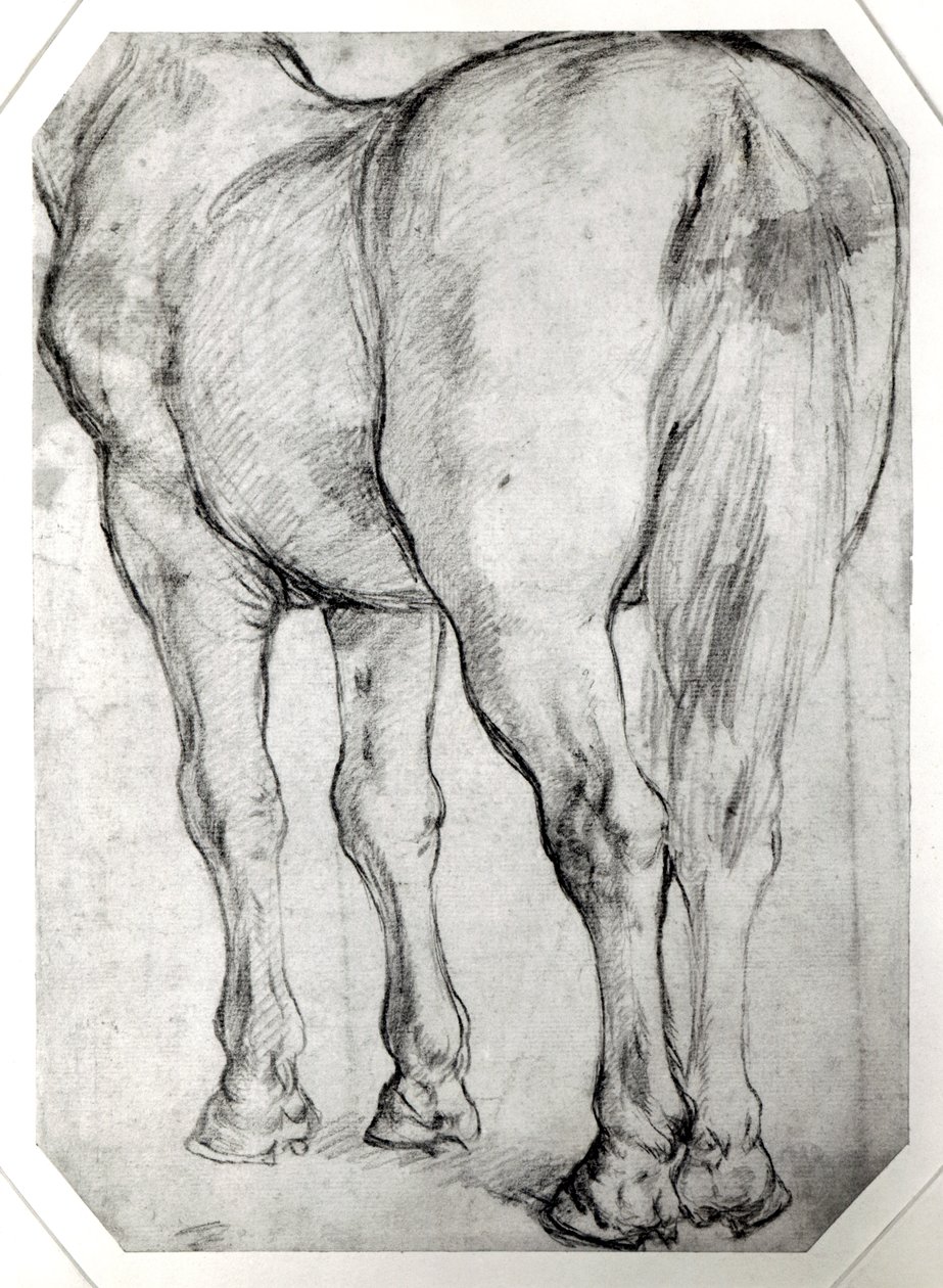 Parte trasera del caballo de Peter Paul Rubens