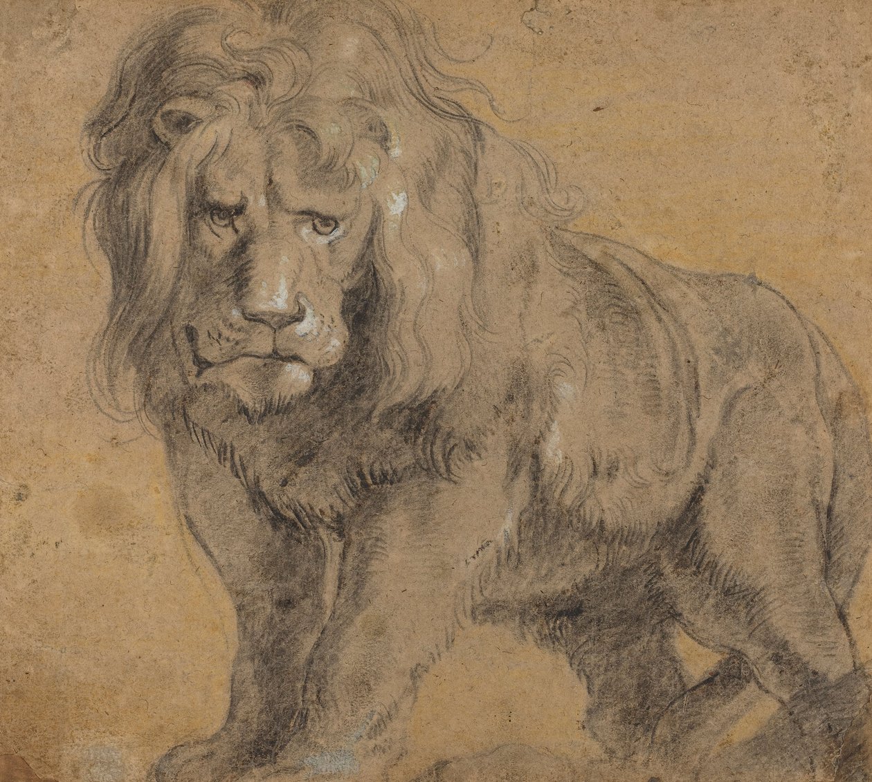 León, c.1612-13 de Peter Paul Rubens