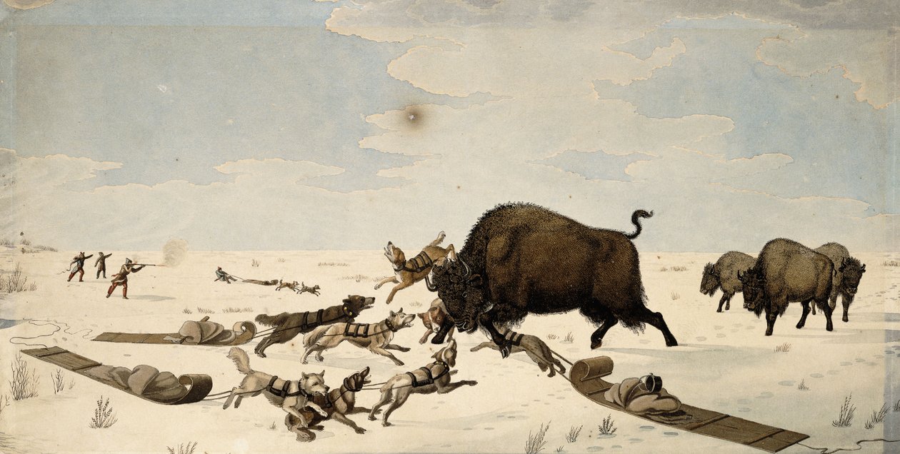 Caza de búfalos, c.1822-1824 de Peter Rindisbacher