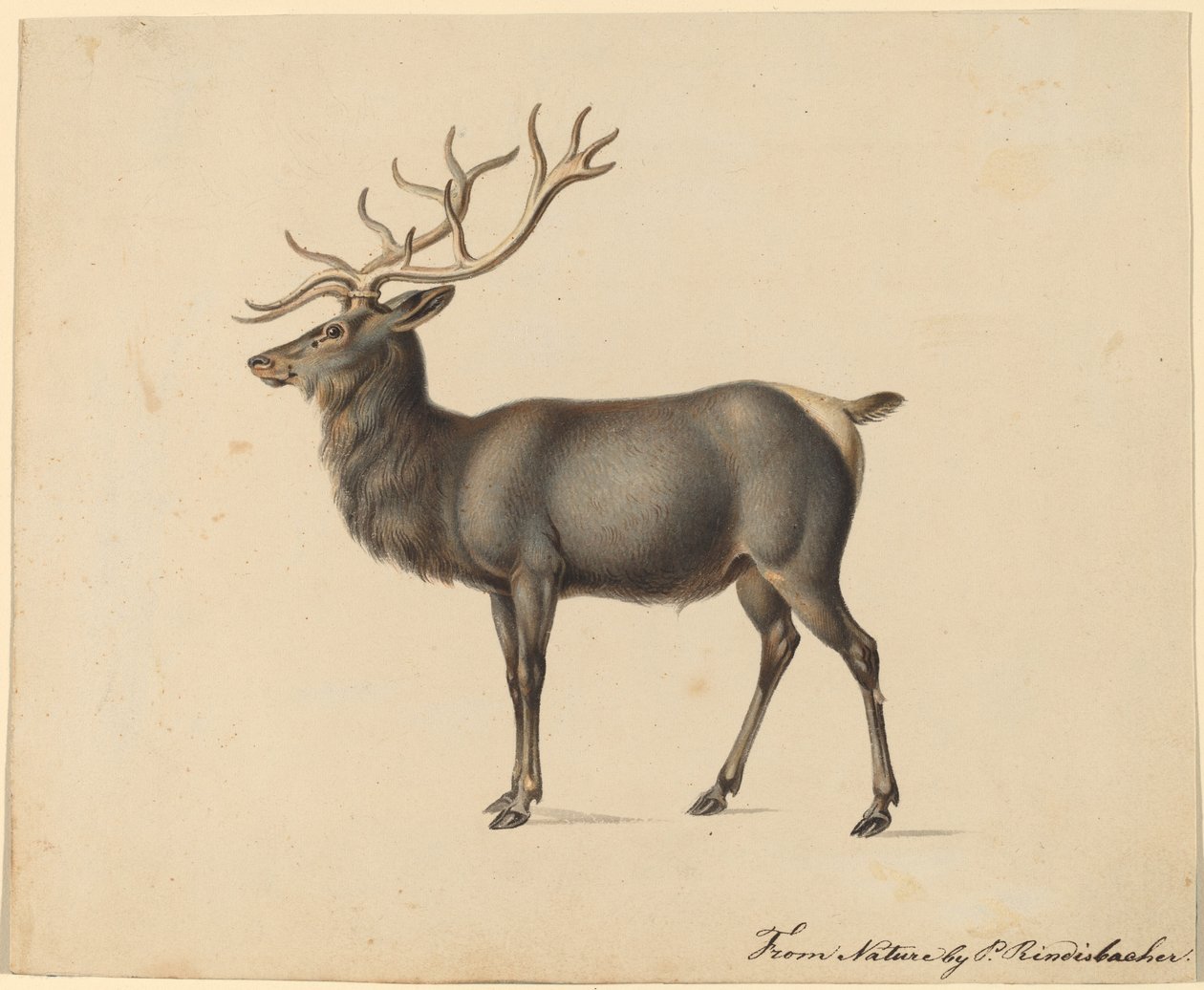 Alce europeo de Peter Rindisbacher