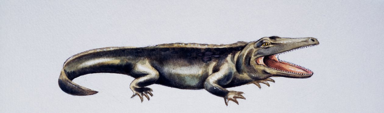 Cyclotosaurus sp, Mastodonsauridae, Triásico Superior, Obra de Peter Ross
(foto) de Peter Ross