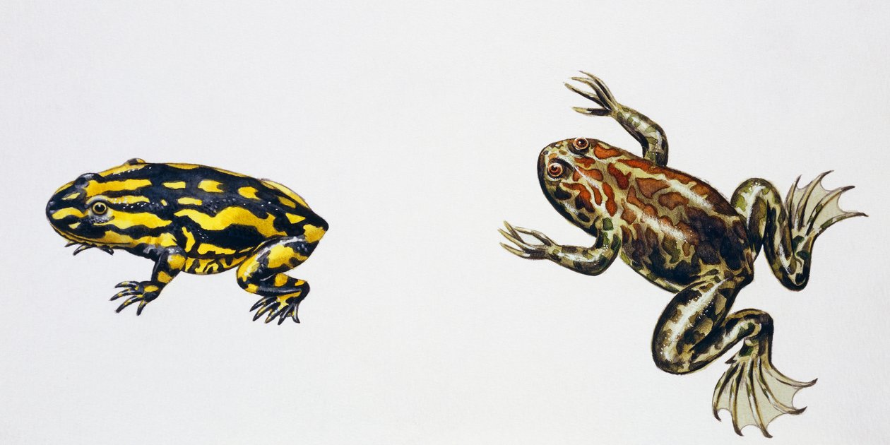 Triadobatrachus massinoti y Palaeobatrachus sp, Obra de Peter Ross
(foto) de Peter Ross