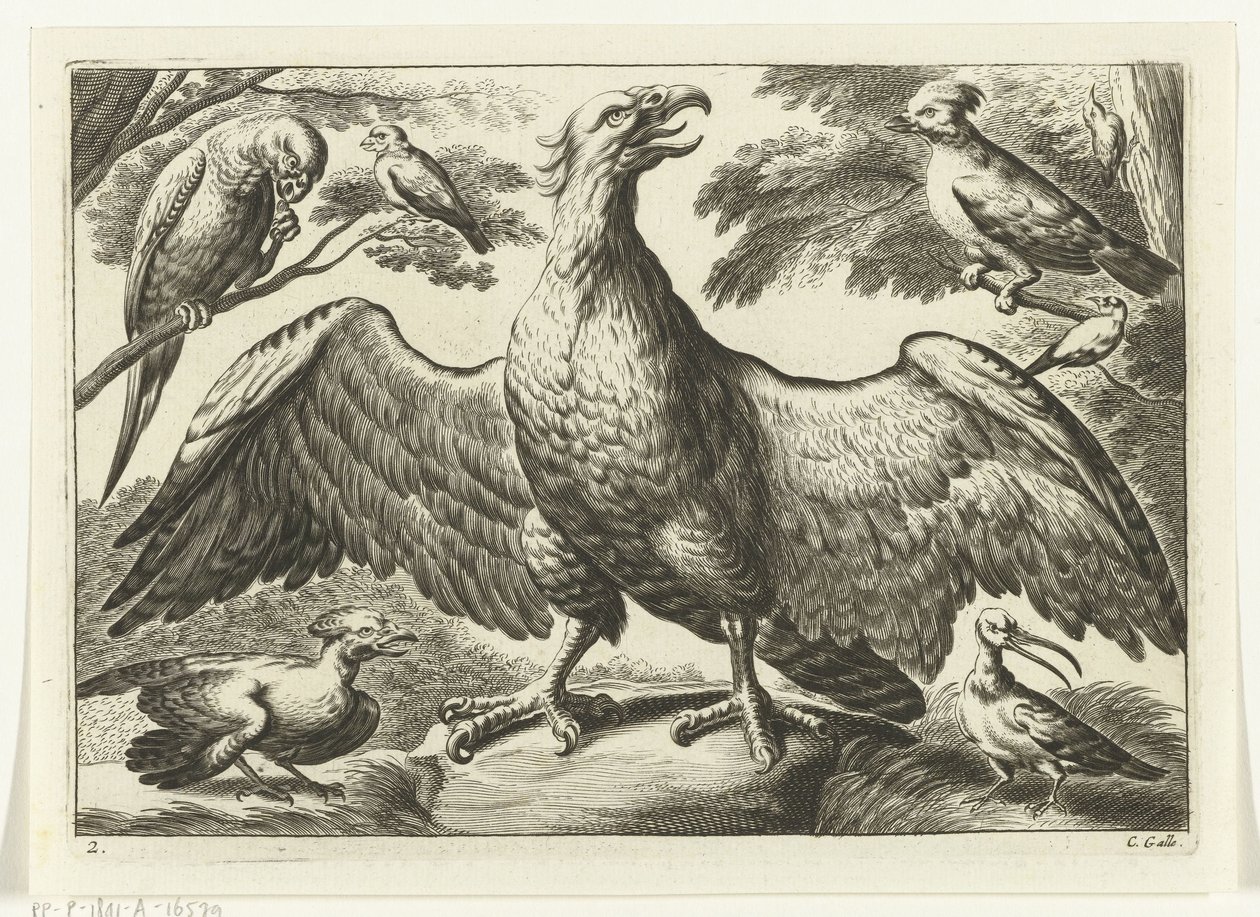 Águila Especies de Diversarum avium (título de la serie) Aves diferentes (título de la serie) de Peter van Liesebetten
