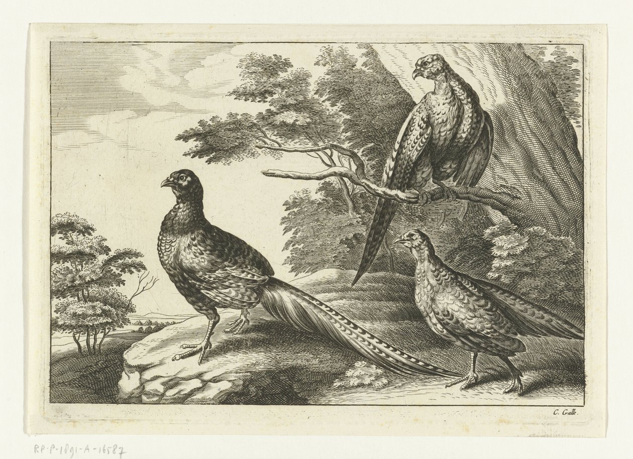 tres faisanes Especies de Diversarum avium (título de la serie) Aves diferentes (título de la serie) de Peter van Liesebetten