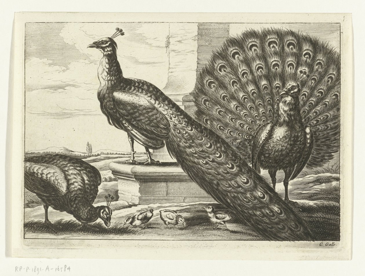 pavos reales Especies de Diversarum avium (título de la serie) Aves diferentes (título de la serie) de Peter van Liesebetten