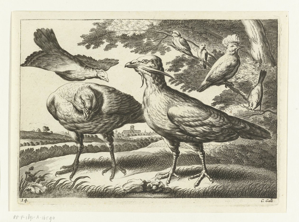 Atrapa Gansos y una Cacatúa Especies de Diversarum avium (título de la serie) Aves diferentes (título de la serie) de Peter van Liesebetten