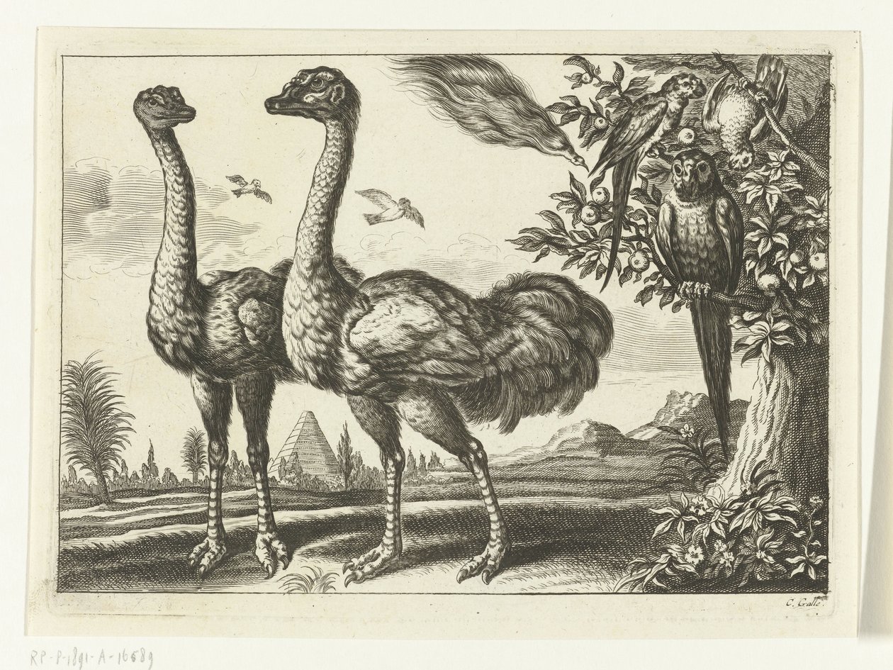 Dos avestruces
Diversarum avium species (título de la serie)
Varias aves (título de la serie) de Peter van Liesebetten