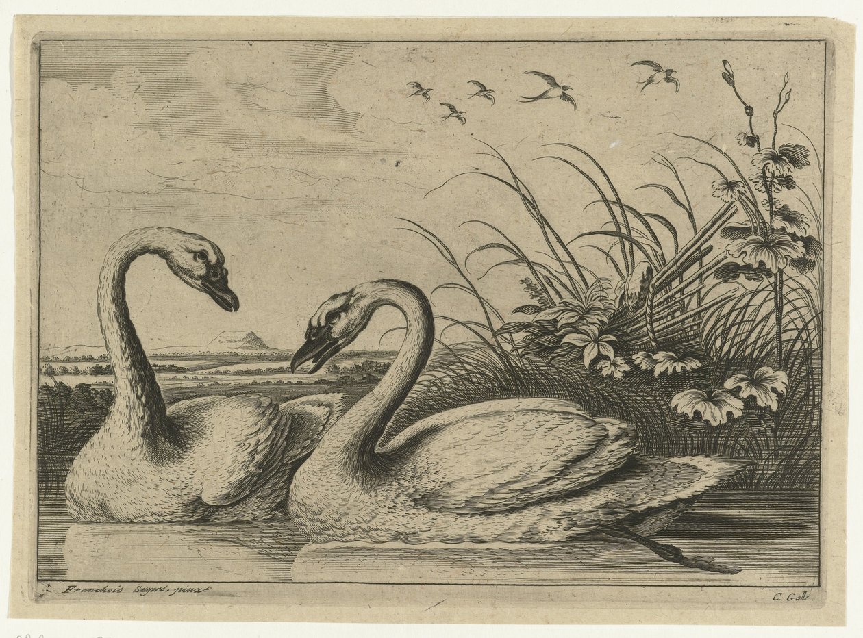 dos cisnes Especies de Diversarum avium (título de la serie) Aves diferentes (título de la serie) de Peter van Liesebetten