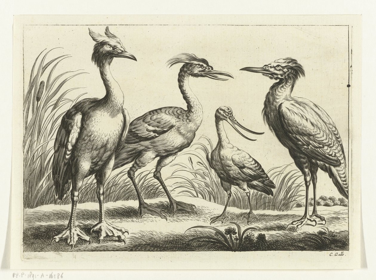 cuatro aves zancudas Especies de Diversarum avium (título de la serie) Aves diferentes (título de la serie) de Peter van Liesebetten
