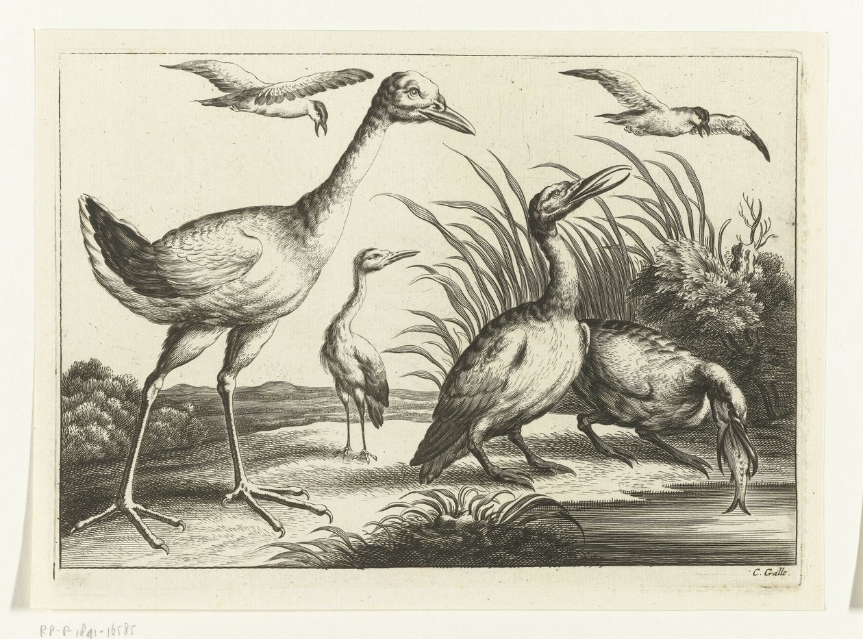 aves acuáticas Especies de Diversarum avium (título de la serie) Aves diferentes (título de la serie) de Peter van Liesebetten