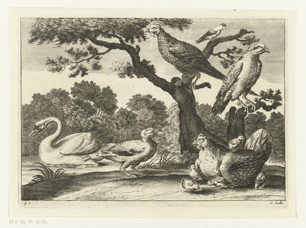 Cisne, pollo con pollitos y otras aves. Especies de Diversarum avium (título de la serie) Aves diferentes (título de la serie) de Peter van Liesebetten
