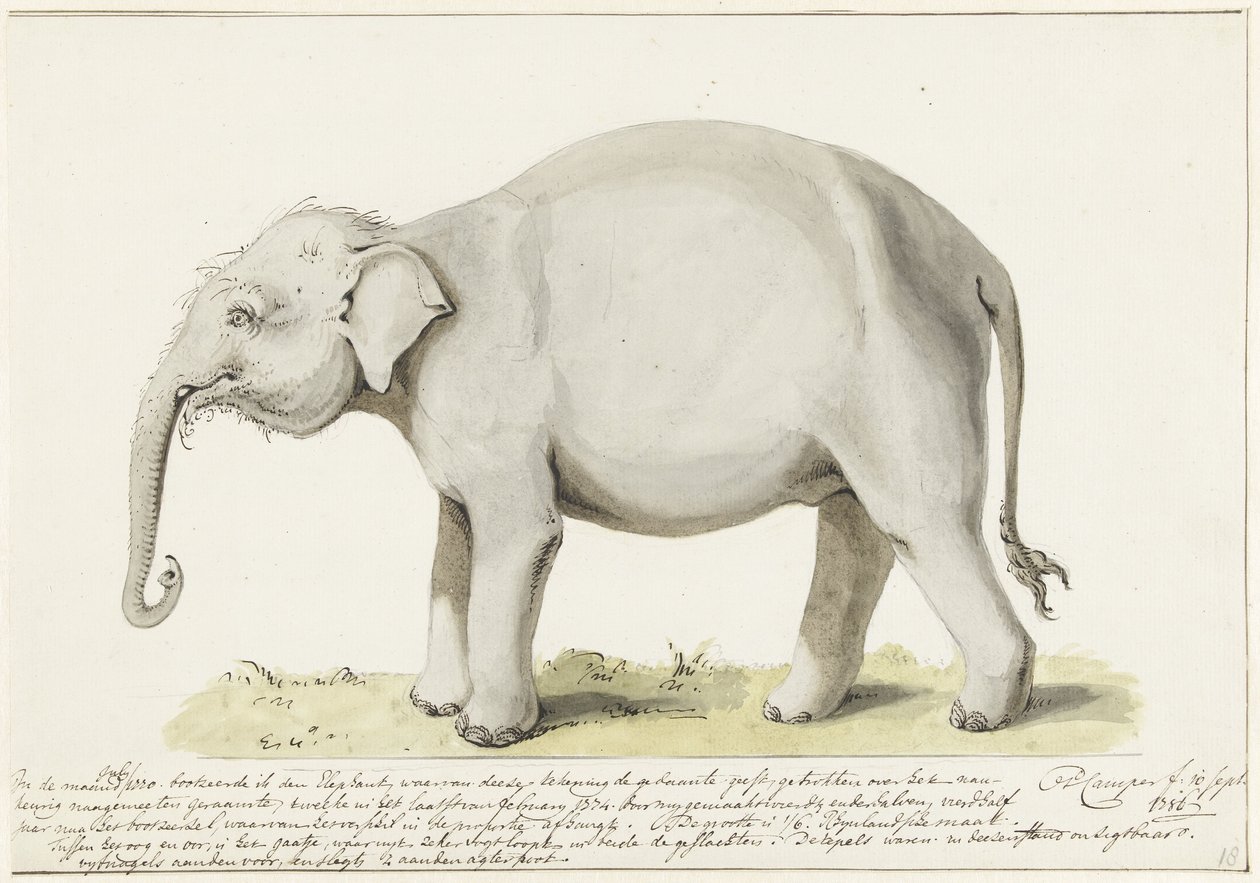 Elefante de pie, a la izquierda de Petrus Camper