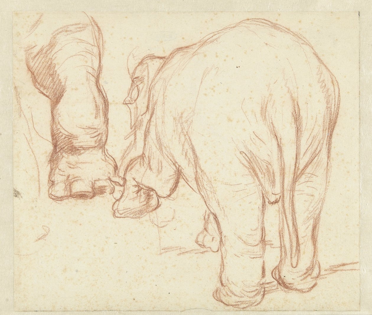 Elefante de pie, desde atrás, y una pierna. de Petrus Camper