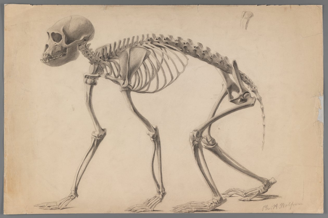 Esqueleto de un primate de Philip H. Wolfrom