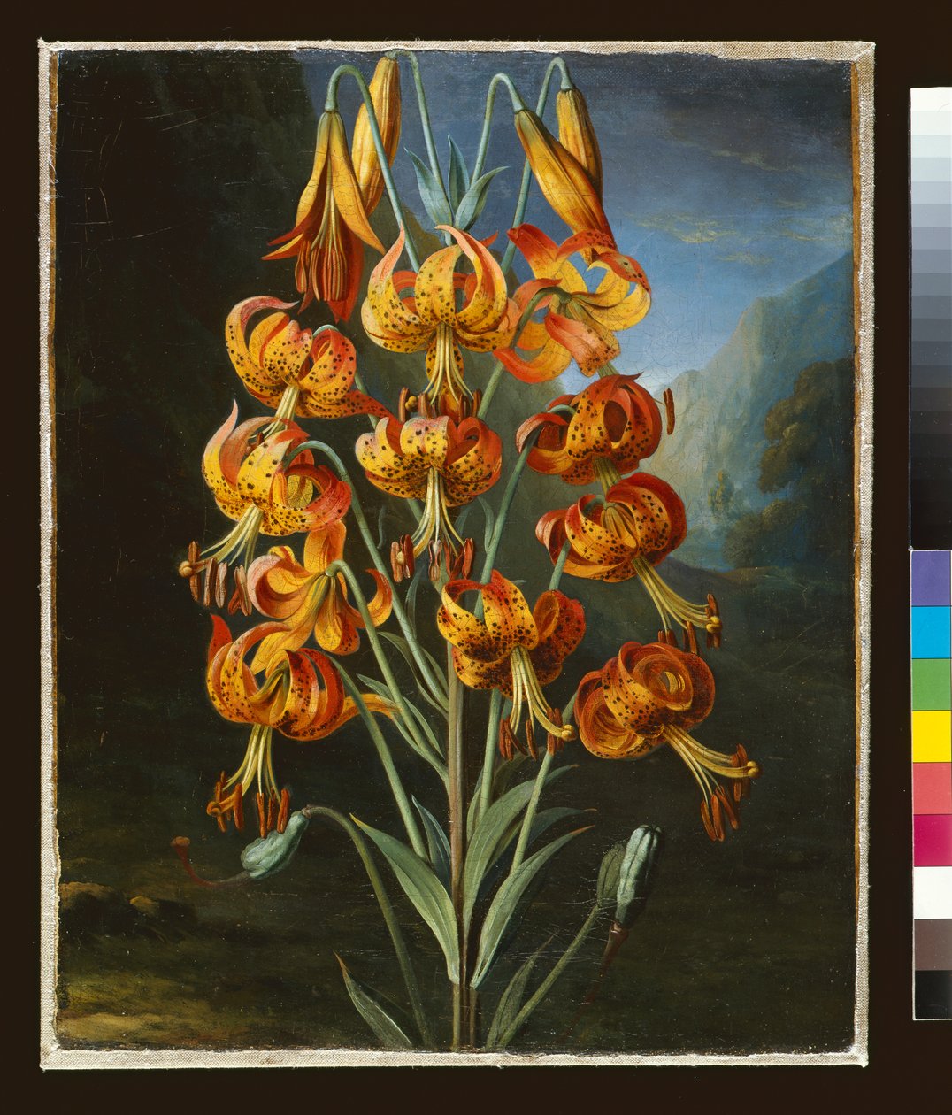 Lilium Superbum, pintado para el `Templo de Flora de R. J. Thornton, c.1798 de Philip Reinagle
