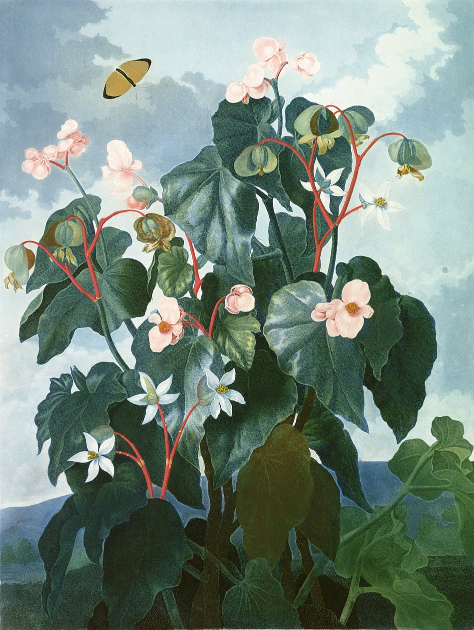 La Begonia de hojas oblicuas, grabado por Caldwell, de 