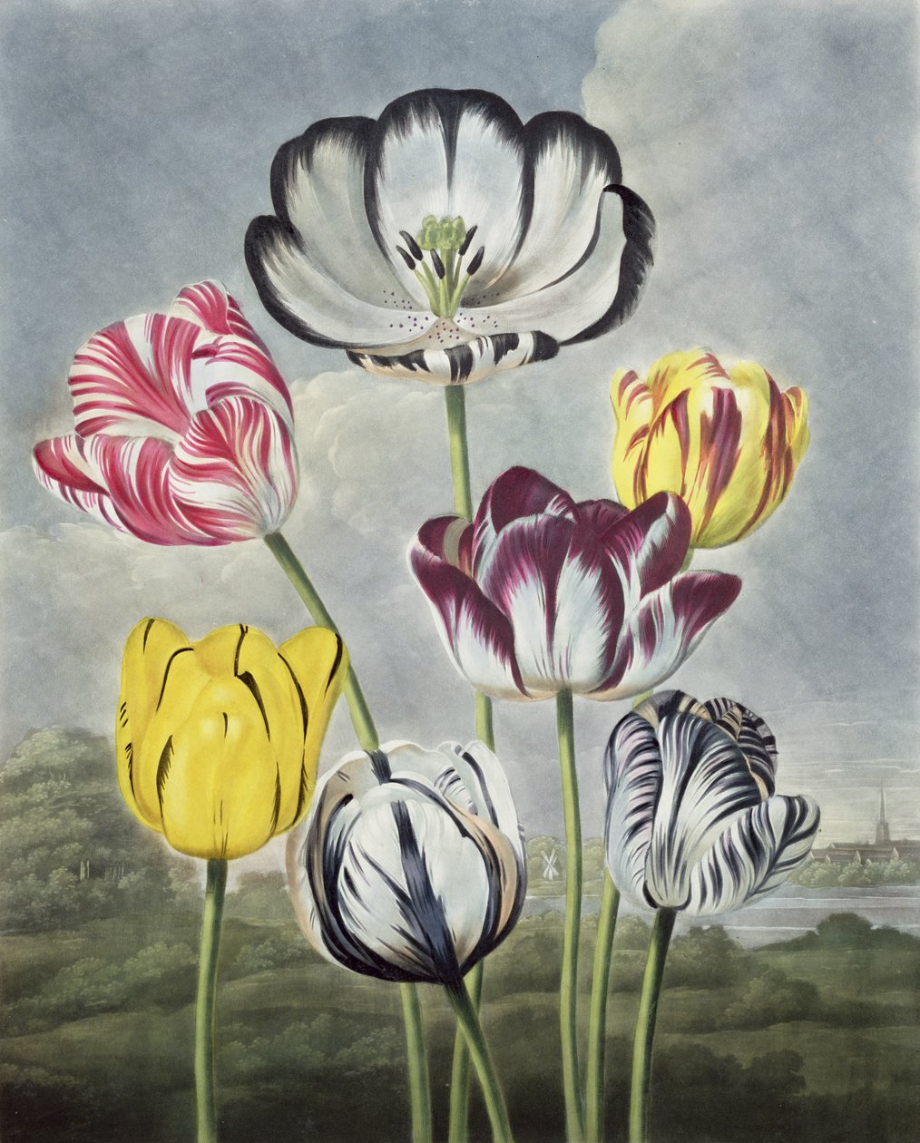 Tulipanes, grabado por Earlom, de 
