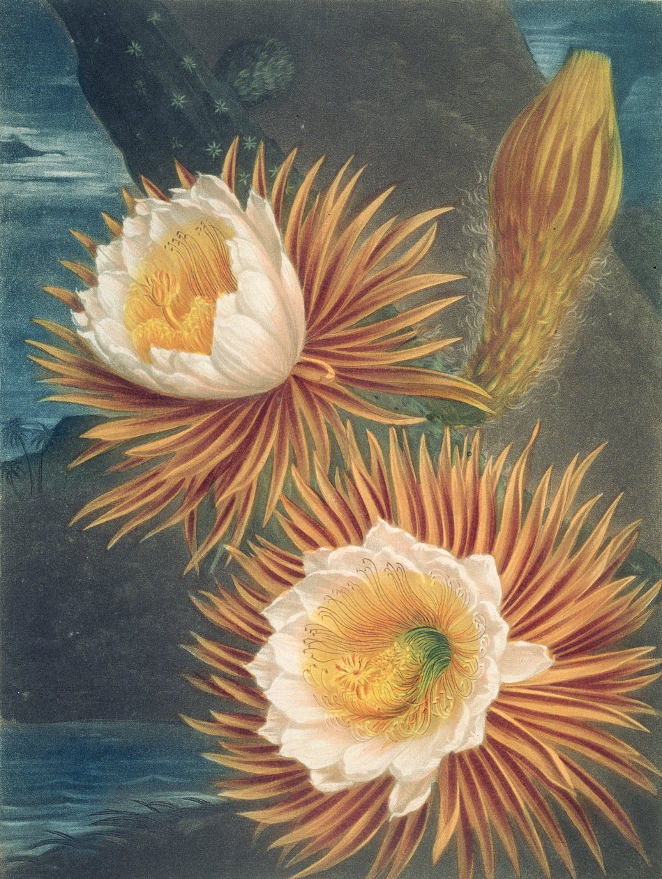 El cereus nocturno, del Templo de Flora por Robert Thornton, publicado en 1812 de Philip after Reinagle