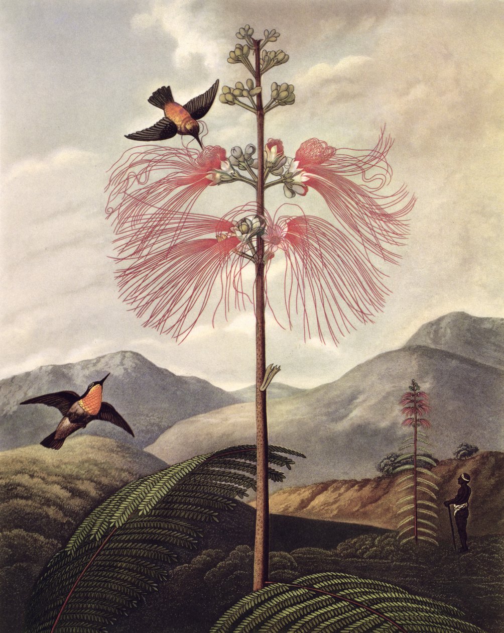 Planta sensible de flores grandes, grabado por Thomas Medland de Philip (after) Reinagle