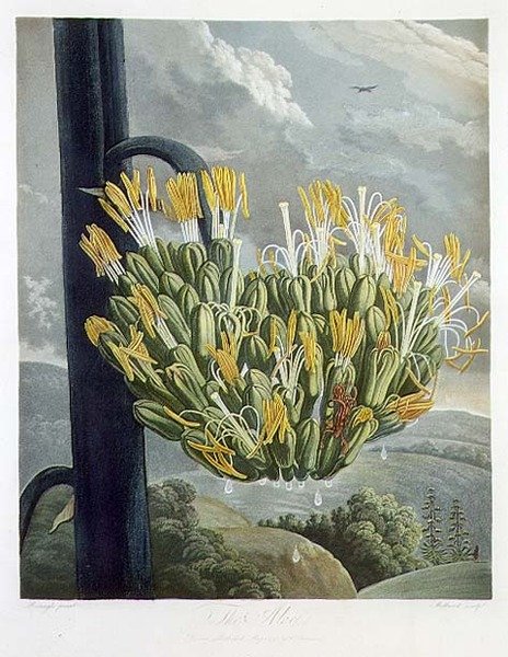 El Aloe, grabado por Medland, de 