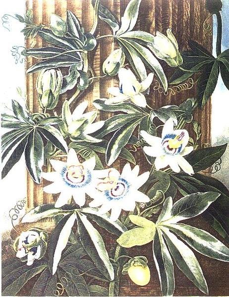 La Flor de la Pasión Azul, grabado por Caldwell, de 