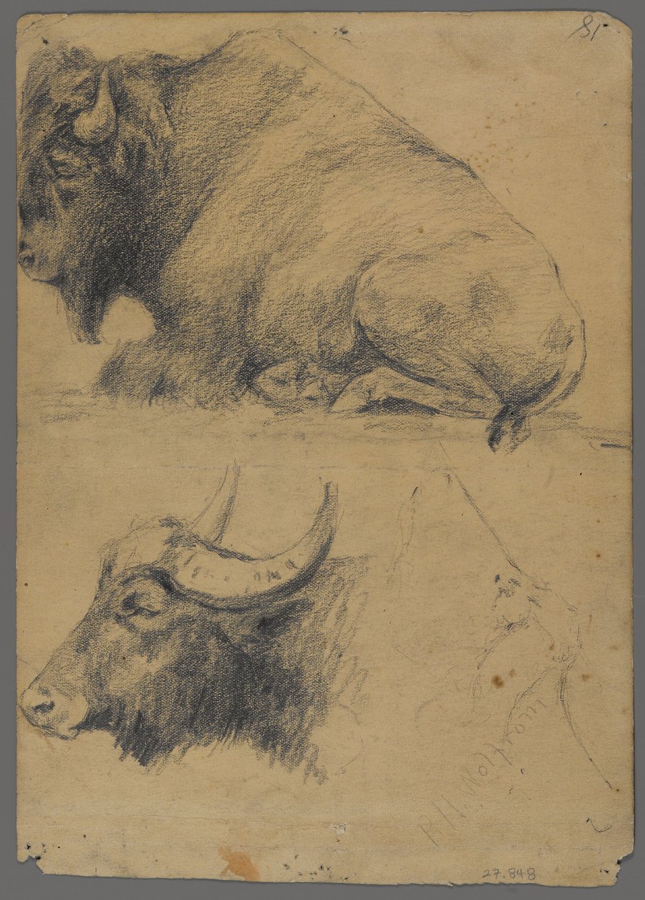 Bisonte y cabeza de búfalo de agua de Philip H. Wolfrom