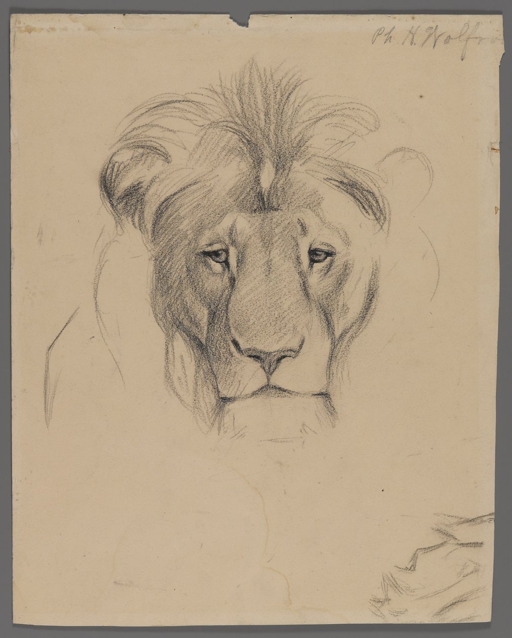 Cabeza de un león de Philip H. Wolfrom
