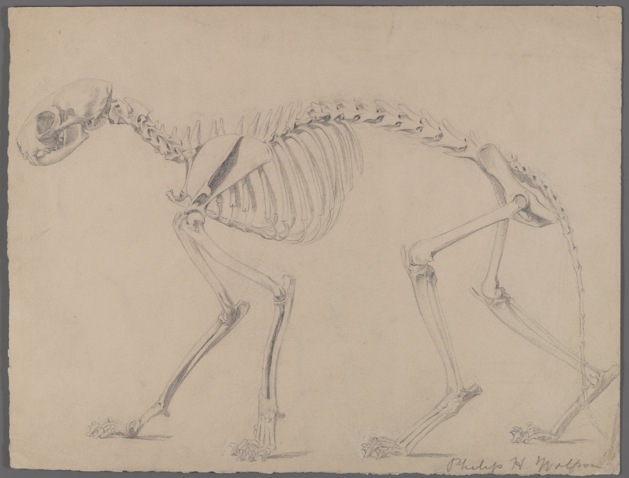 Esqueleto de un gato de Philip H. Wolfrom