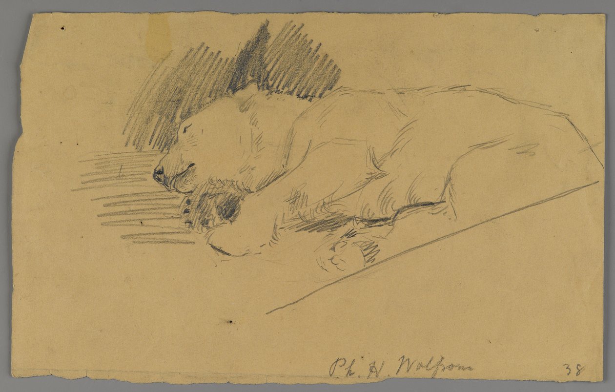 Oso polar durmiendo de Philip H. Wolfrom