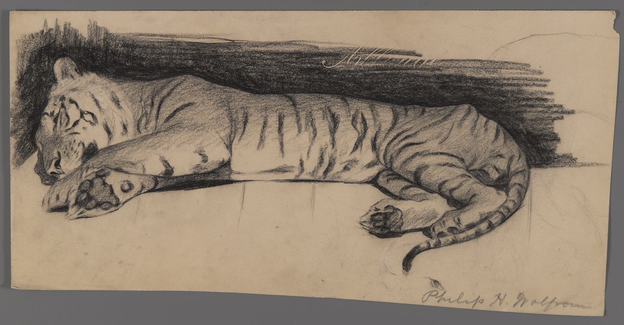 Tigre durmiendo de Philip H. Wolfrom