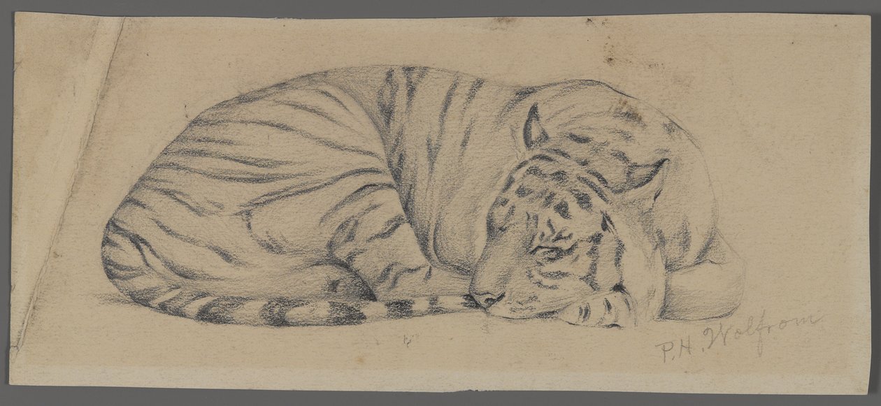 Tigre durmiendo de Philip H. Wolfrom