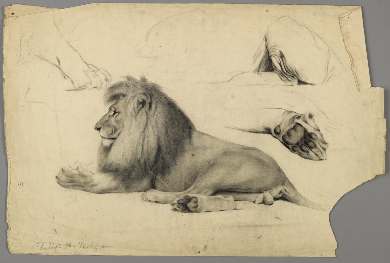 Estudios de un león de Philip H. Wolfrom