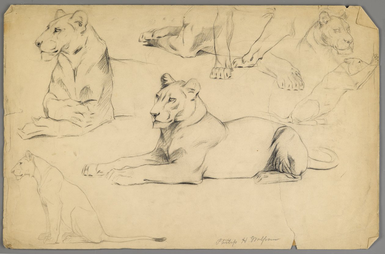 Estudios de una leona de Philip H. Wolfrom
