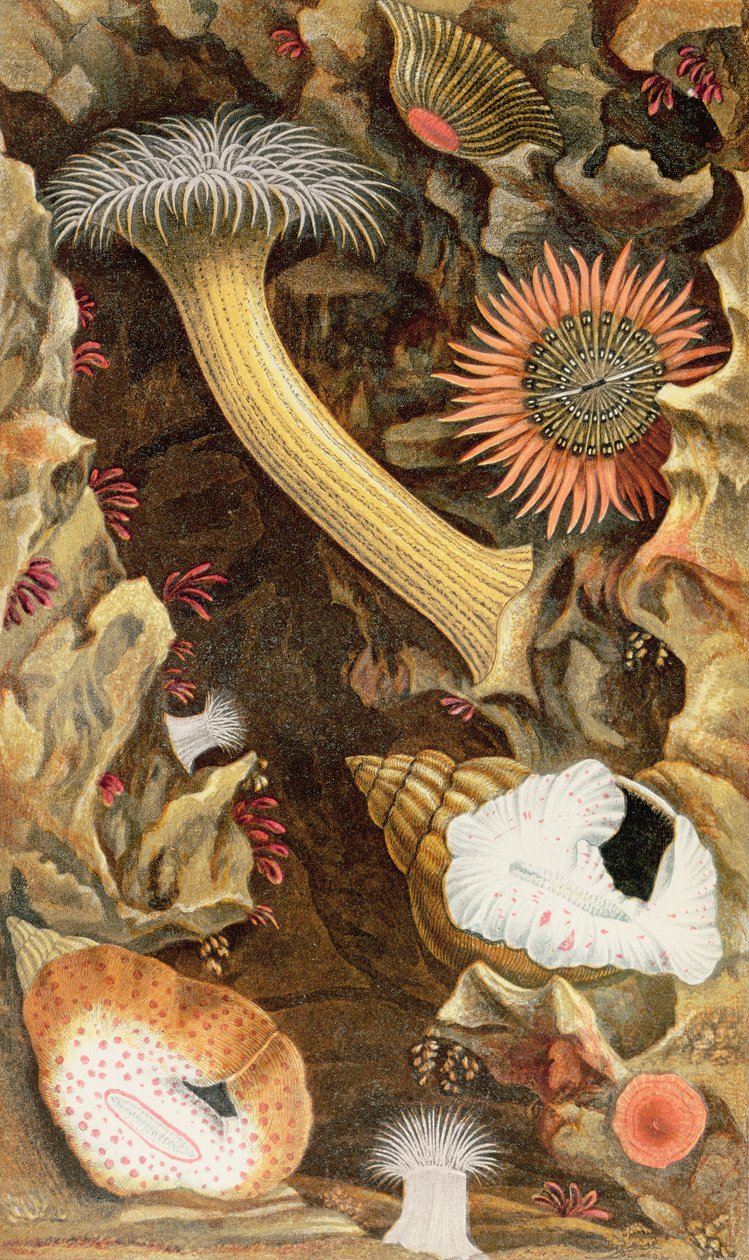 Anémonas con cerradura de serpiente, lámina III de 