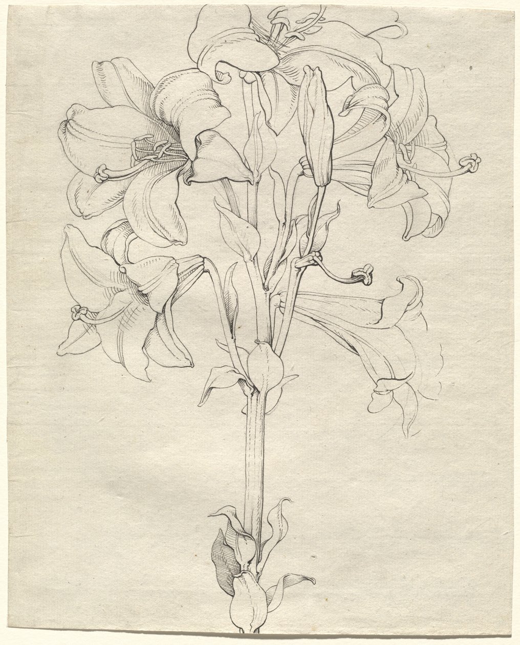 Un tallo de lirios con seis flores de Philipp Otto Runge