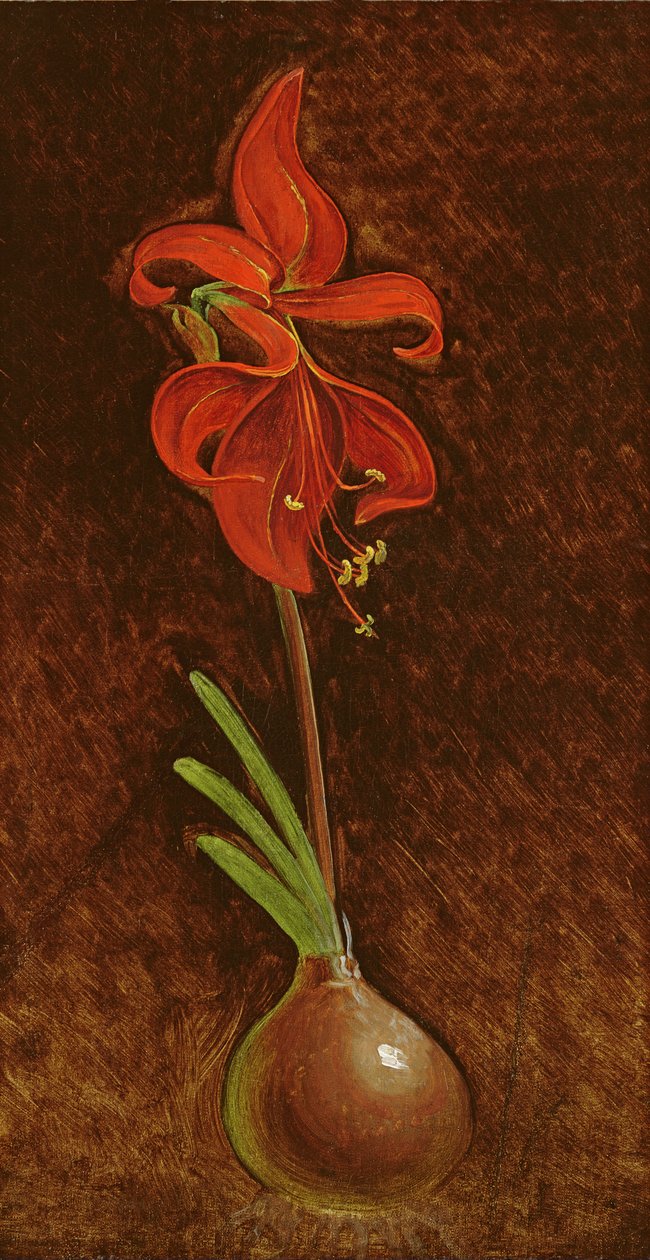 Amarilis Formosissima, 1808 de Philipp Otto Runge