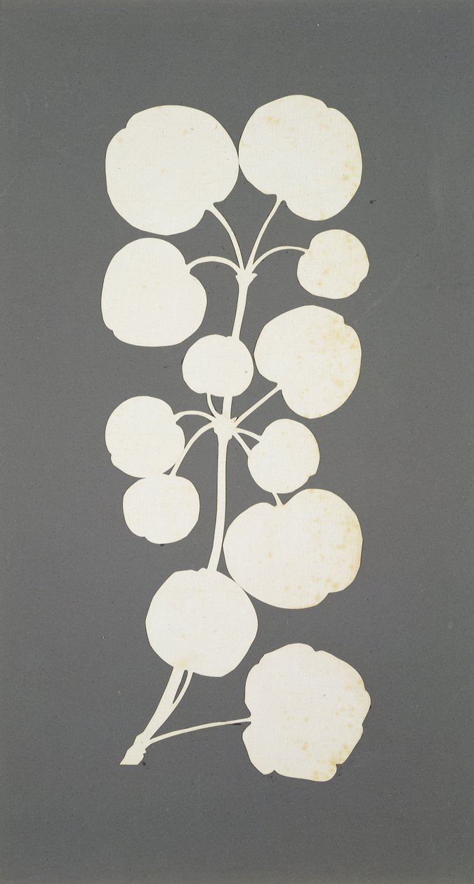 Pimienta de Cayena de Philipp Otto Runge