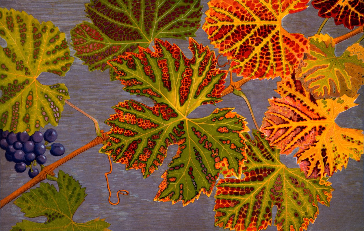 Hojas de vid y uvas maduras de Philippe Robert