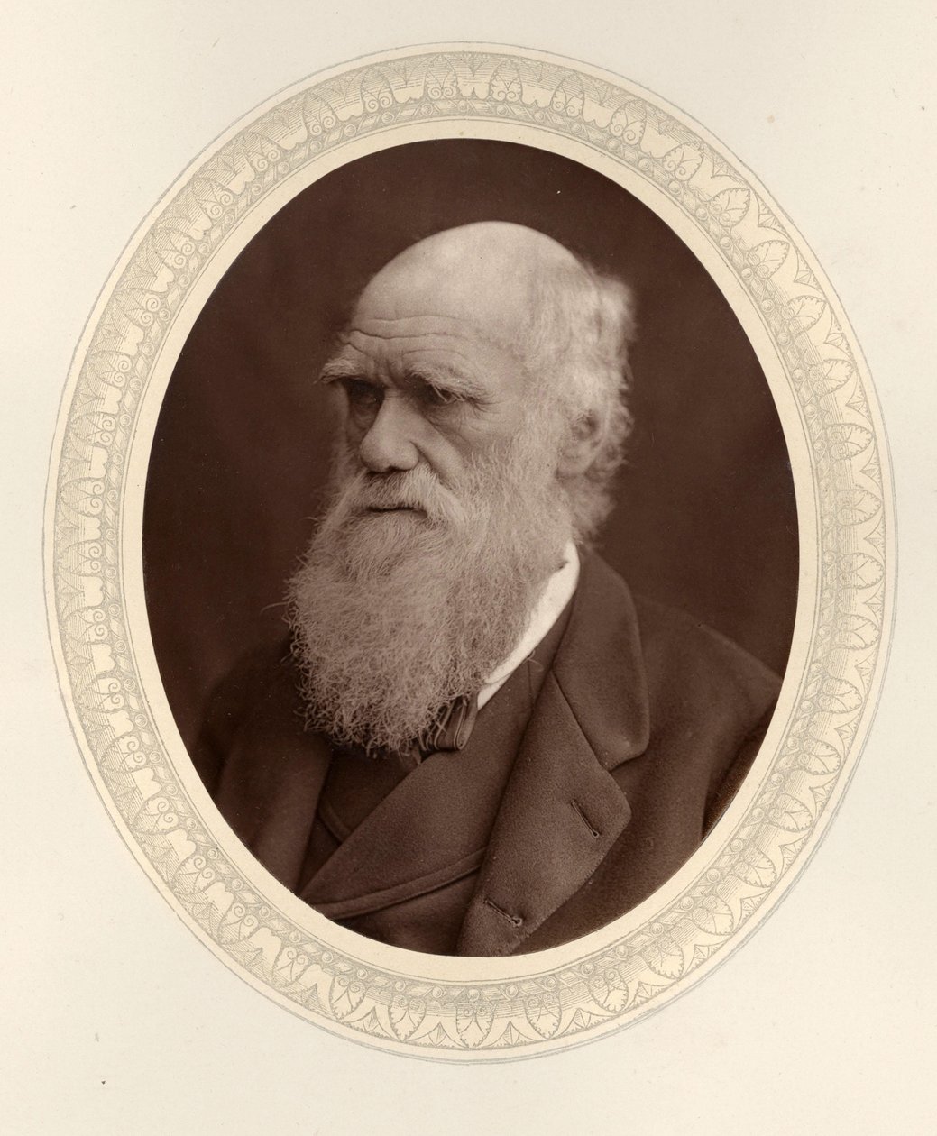 Retrato de Charles Darwin 1809-1882, 1877 de Photo studio Lock and Whitfield