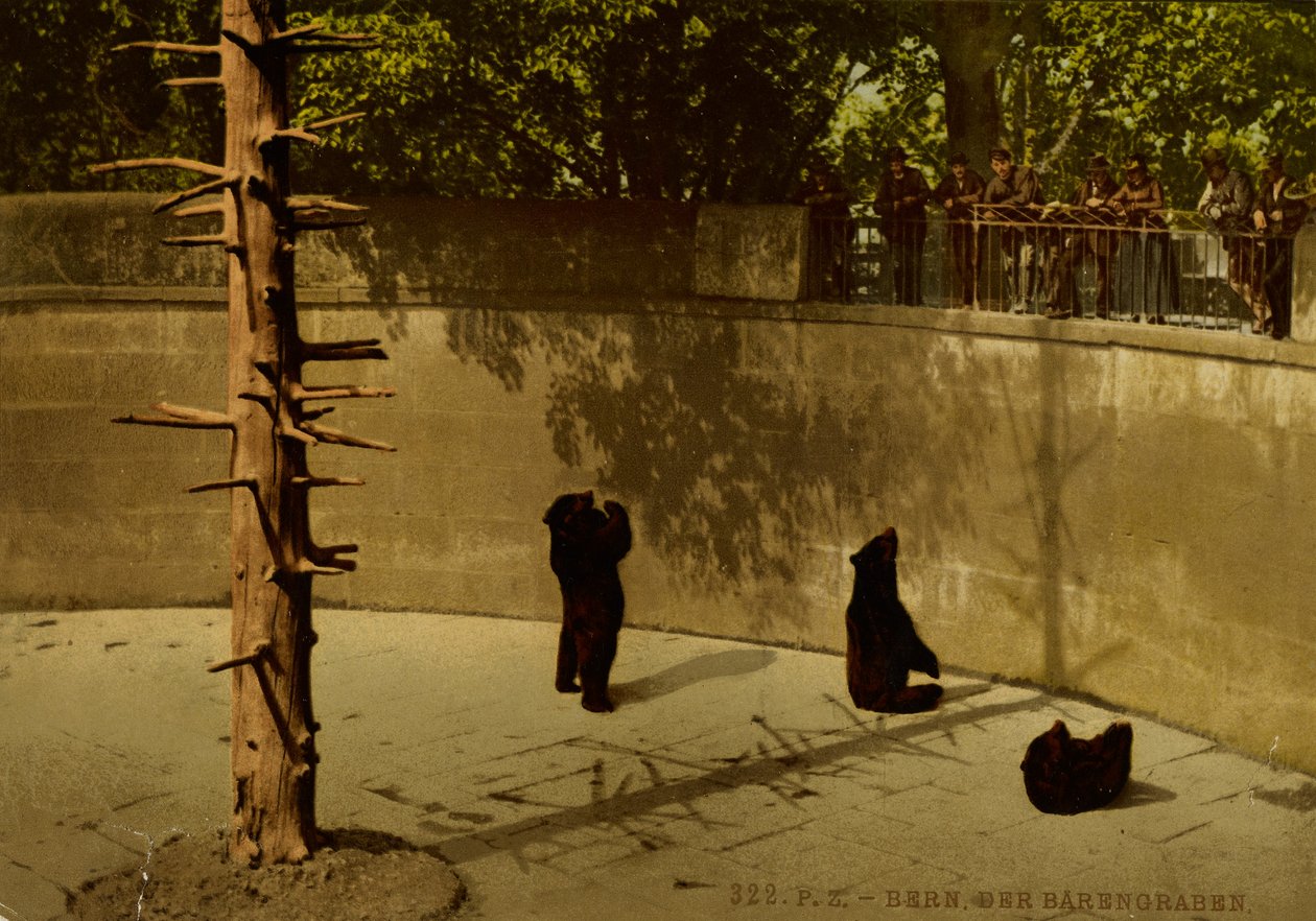 Berna. La fosa de los osos. de Photochrom Zürich