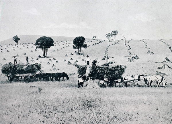 Cosecha, Nueva Gales del Sur, c.1900, de 