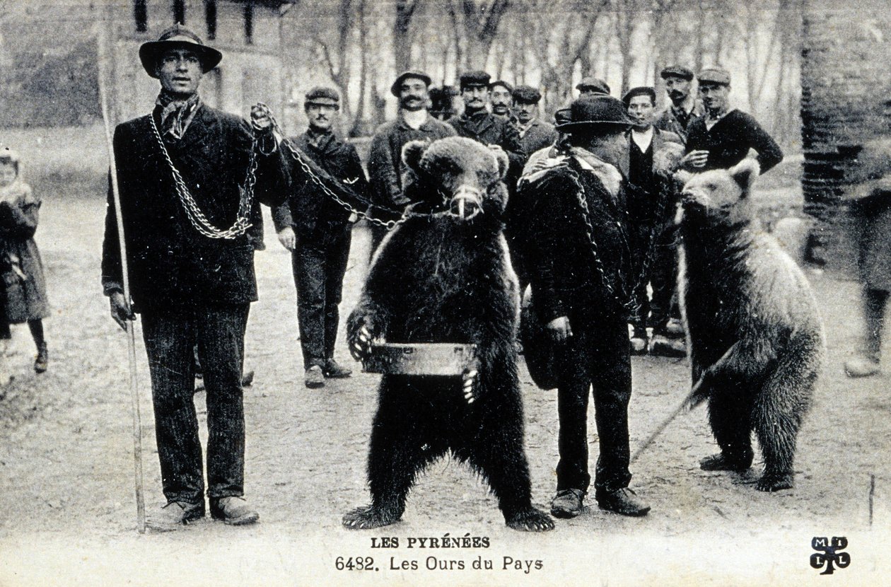 Espectáculos de osos en los Pirineos, c.1900 (foto b/n) de Photographer French