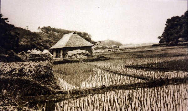 Campos de arroz en Japón de Photographer Japanese