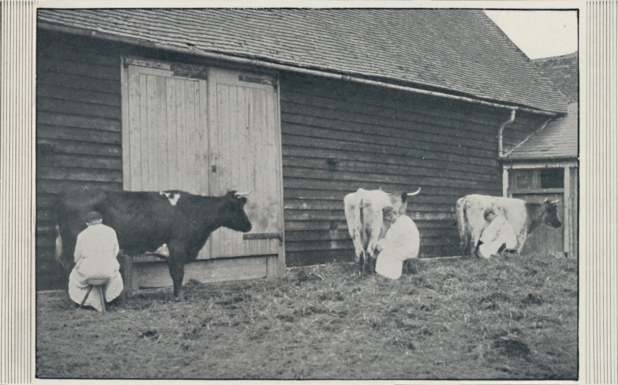 Ordeñando vacas, 1910 de Pictorial Agency