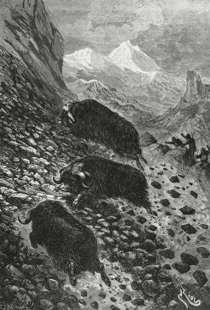 Bueyes almizcleros, xilografía de Edouard Riou de Blaise Nicolas Le Sueur