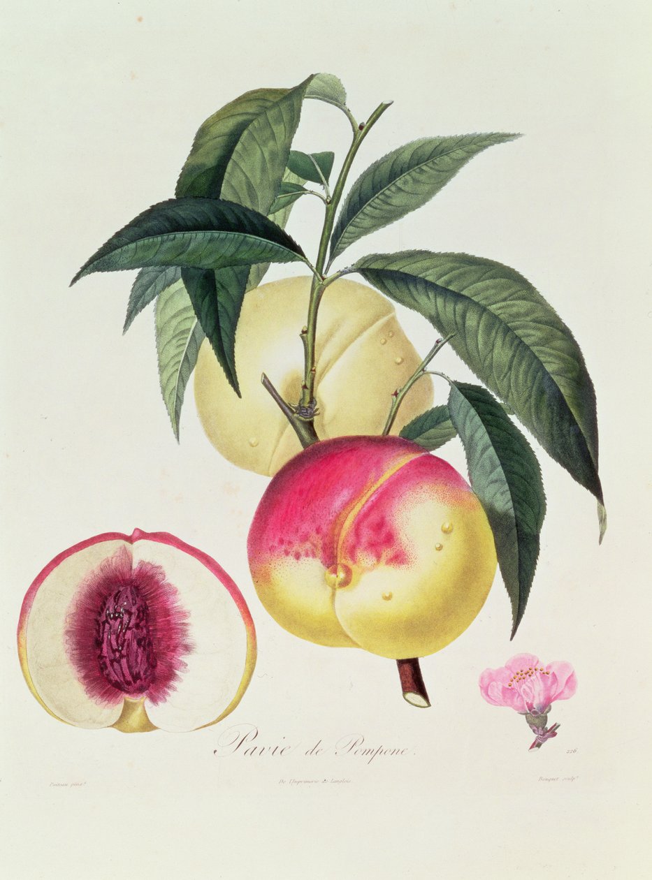 Pavie de Pompone, grabado por Bouquet de Pierre Antoine Poiteau