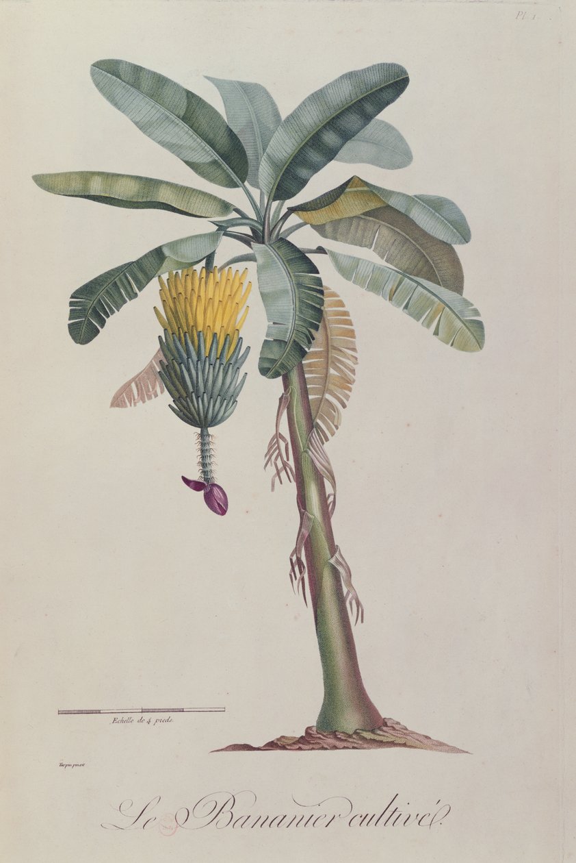 El árbol de plátano, de 