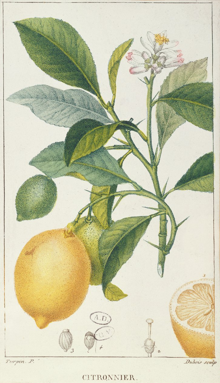 El limonero, grabado por Dubois, c.1820 de Pierre Jean Francois Turpin
